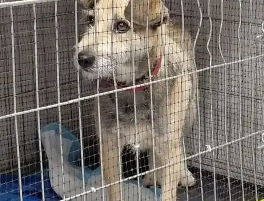 Pies znaleziony w Grabownicy Starzeńskiej szuka właściciela